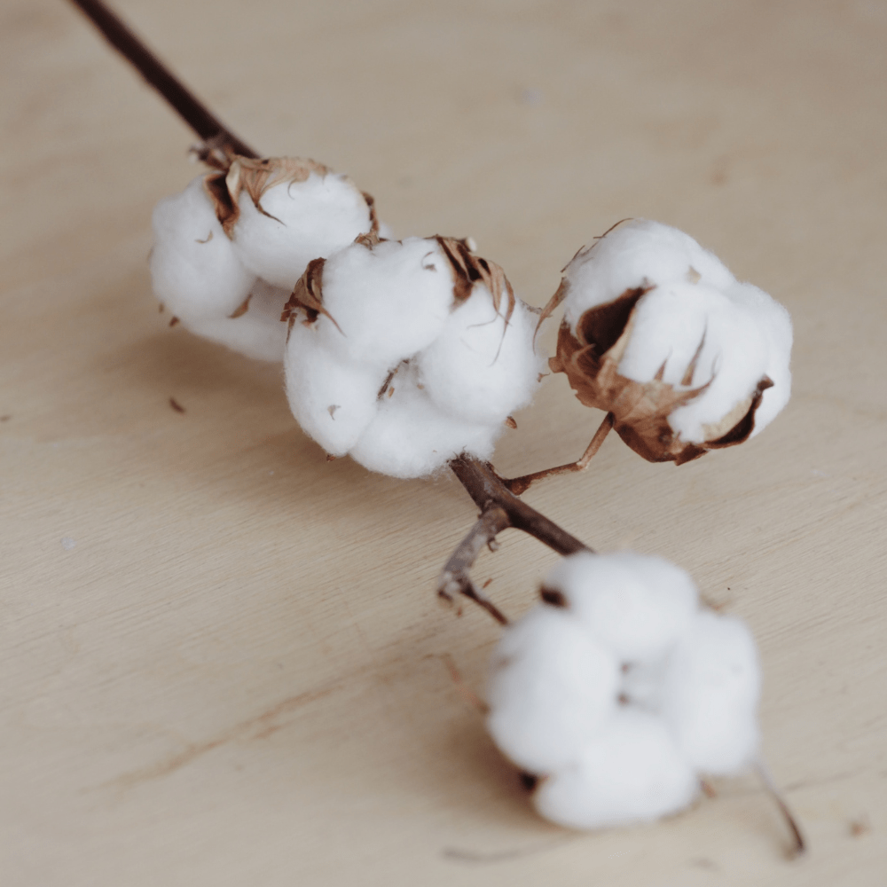 Le coton biologique, une solution durable pour remplacer le coton traditionnel?