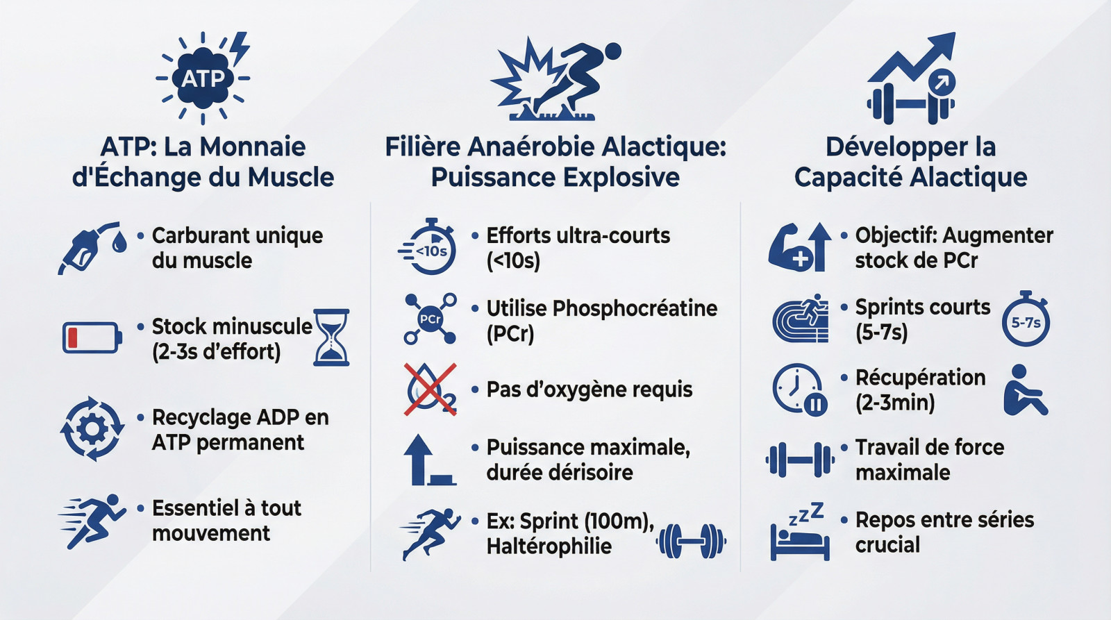 Schéma explicatif de la production d'ATP et de la filière alactique pour l'énergie musculaire explosive